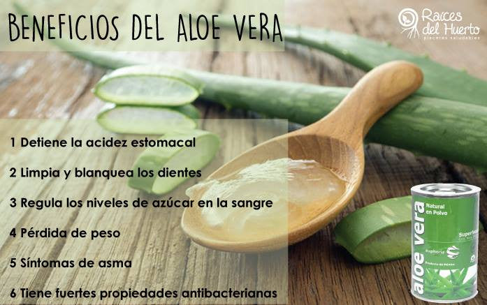 ¿Ya conoces los beneficios del Aloe Vera?